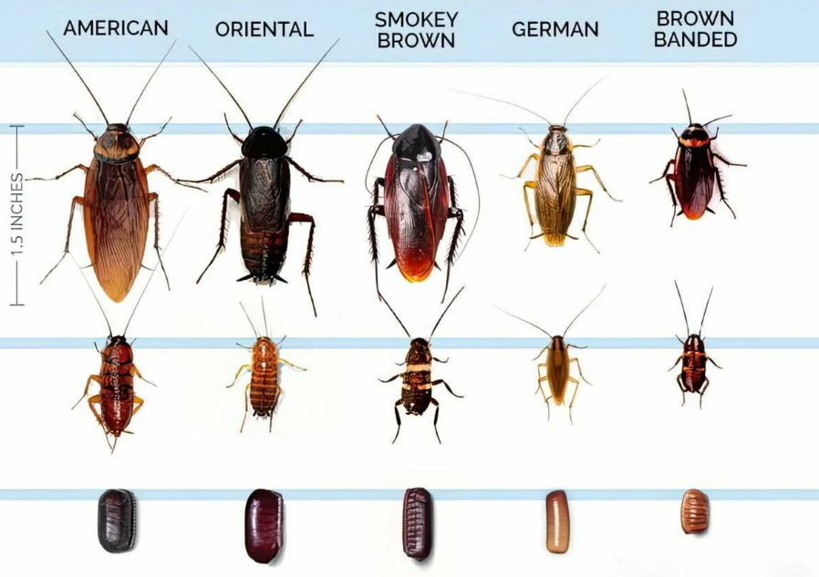  виды тараканов 